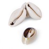 150 PCS 0.63"-0.71" Natural Strong Cowrie Shell Beads Smooth Cut