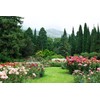 Italian Cypress Tree | 10 Live Seedlings | Cupressus Sempervirens