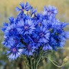 Outsidepride 5 lb. Blue Cornflower Bachelor's Button Wildflower Seeds for
