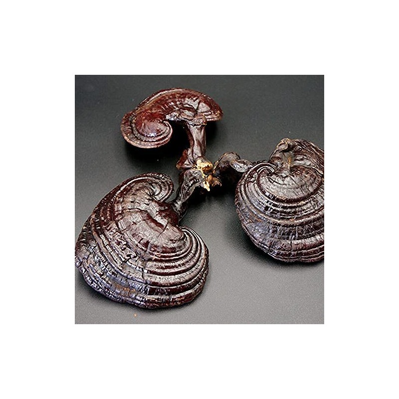 Purple Ganoderma Lucidum Wild Lingzhi Organic Reishi Mushroom 500g