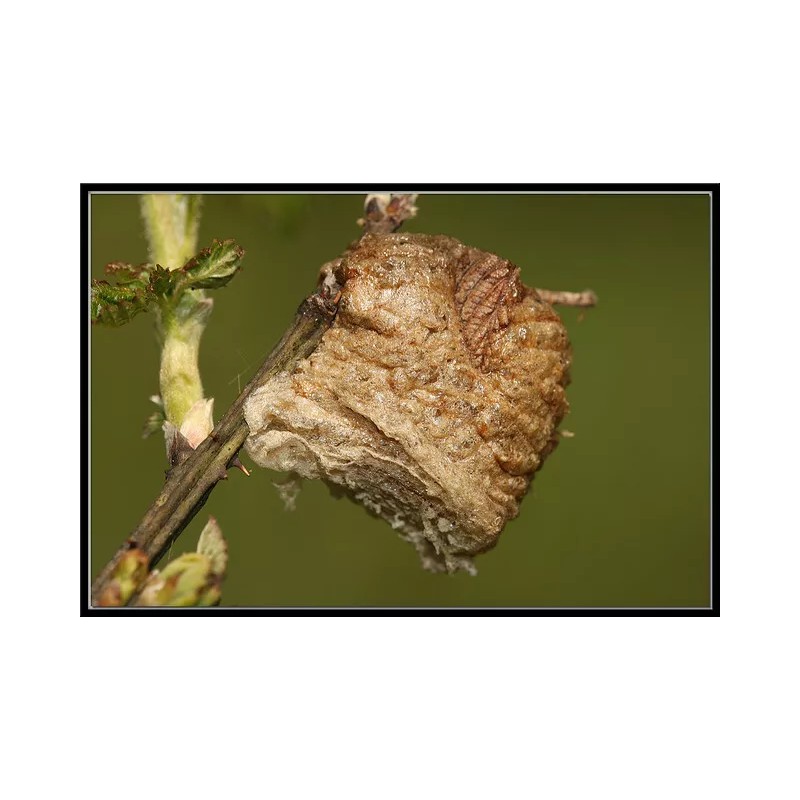 One Praying Mantis Egg Cases + FREE HATCHING BAG 2025