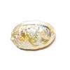 Green Abalone Sea Shell One Side Polished Beach Craft 3"