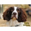 Springer Spaniel Dog Birthday Card