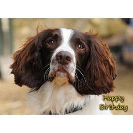 Springer Spaniel Dog Birthday Card