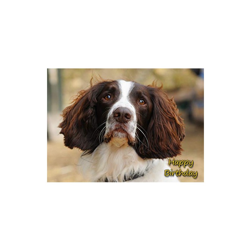 Springer Spaniel Dog Birthday Card