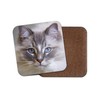 Gorgeous Rag Doll Cat Coaster - Feline Friendly Animals Pets