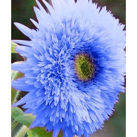 Blue Giant Teddy Bear Sunflower Seeds - 100 Pcs- Attracts Butterflies and Bees