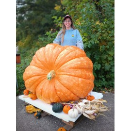 seeds Giant Pumpkin Seeds 2023! Incredible Color And Shape! Howard Dill Award Winning