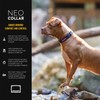 EzyDog Neo Collar