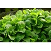 RAISE ME UP: Seeds Melissa Lemon Balm Mint Non GMO