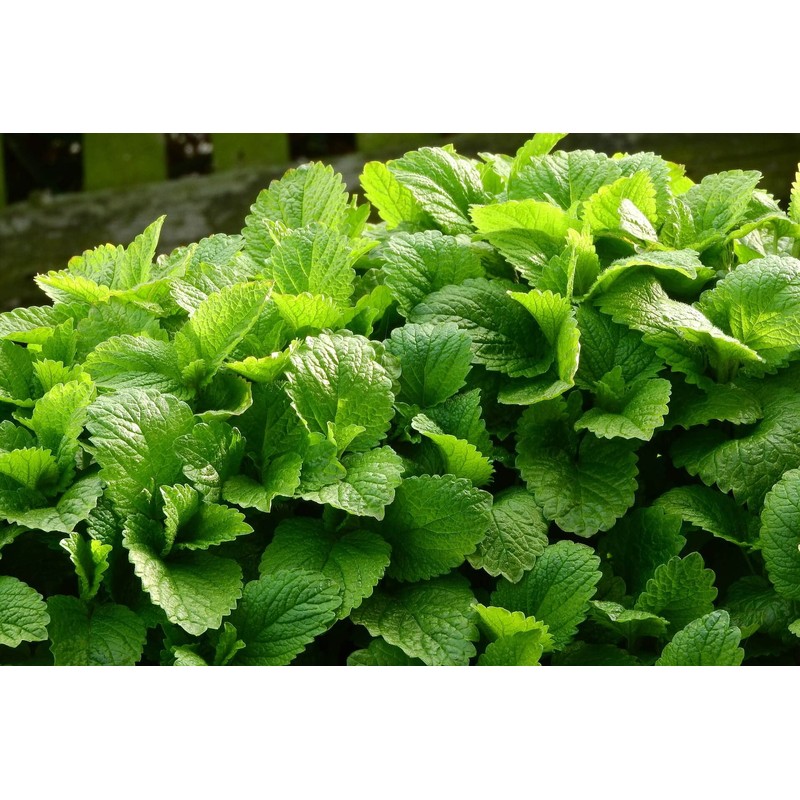 RAISE ME UP: Seeds Melissa Lemon Balm Mint Non GMO