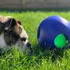 Jolly Pets - Pelota de Juguete, Azul, 8 Pulgadas