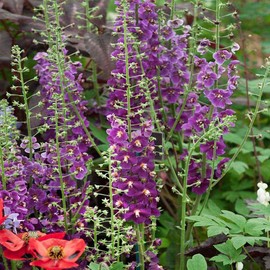 Outsidepride 1000 Seeds Perennial Verbascum Mullein Violetta Purple Flower Seeds for Planting