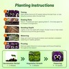 Outsidepride Viva La Violet Viola Pansy Seeds for Planting -