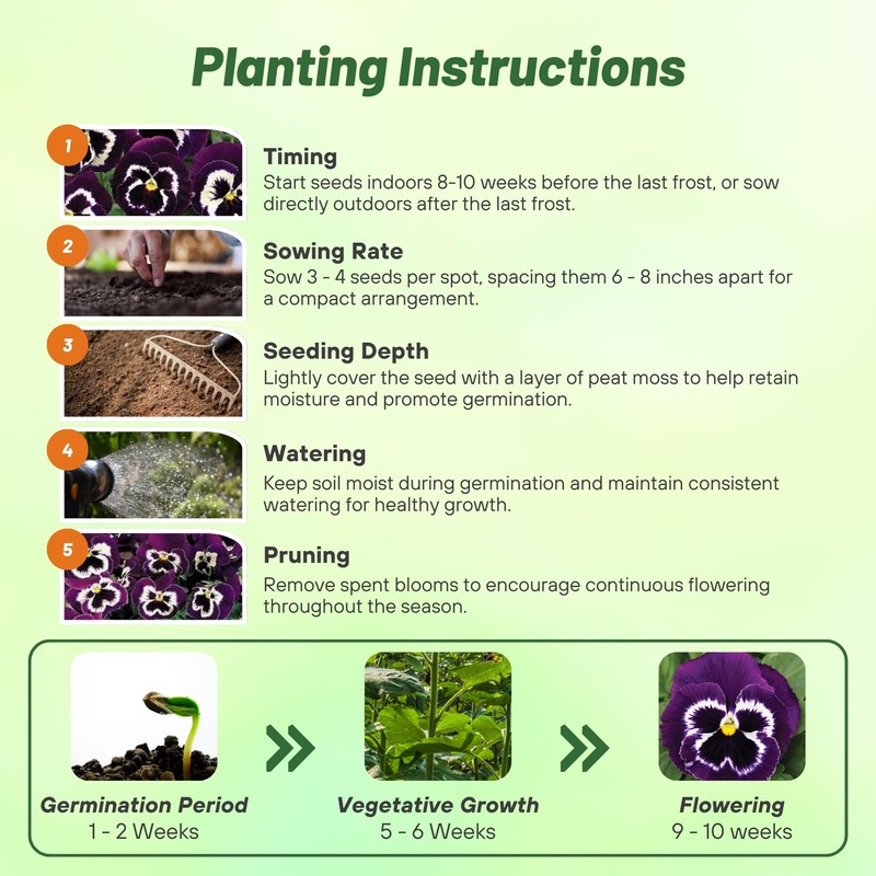 Outsidepride Viva La Violet Viola Pansy Seeds for Planting -