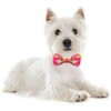 Azuza Bowtie Collar para perro, piña, Pineapple, M (Neck:14'' -