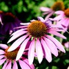 Gaea's Blessing Gaea's Blessing Seeds - Purple Coneflower Seeds (2.0g)