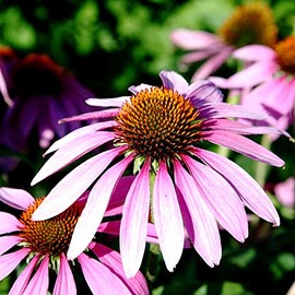 Gaea's Blessing Gaea's Blessing Seeds - Purple Coneflower Seeds (2.0g) - Echinacea Purpurea Non-GMO Seeds with Easy to Follow Planting Instructions - Open-Pollinated Heirloom, 95% Germination Rate
