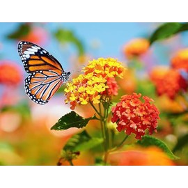 Blood Flower Milkweed Seeds - Food and Host Plant for Monarch Butterflies…