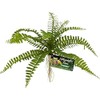 Zoo Med Naturalistic Flora Sword Fern or Terrarium and Paludarium