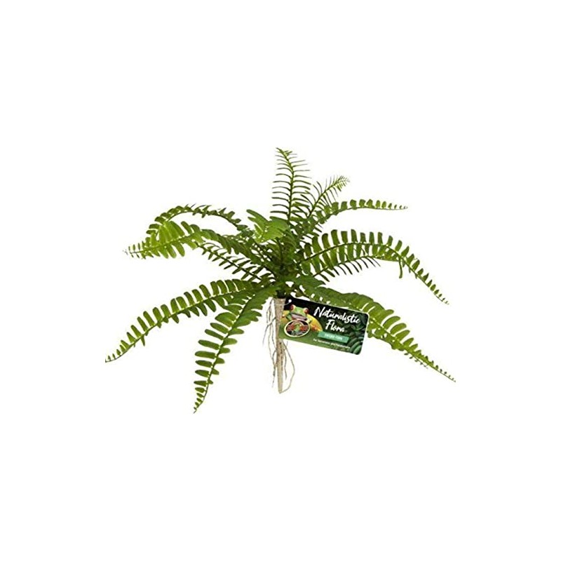 Zoo Med Naturalistic Flora Sword Fern or Terrarium and Paludarium