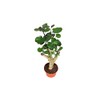 Aralia Fabian - 6" from California Tropicals