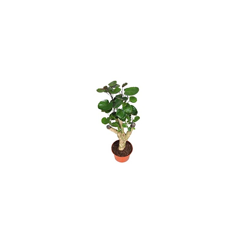 Aralia Fabian - 6" from California Tropicals