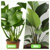 Pack of 4 Plant Holders, Shrub Holders, Black, Reusable Plant