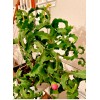 Cactus One of Epiphyllum Guatemalense Monstrose CURLY LOCKS Orchid Cactus