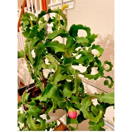 Cactus One of Epiphyllum Guatemalense Monstrose CURLY LOCKS Orchid Cactus Cutting