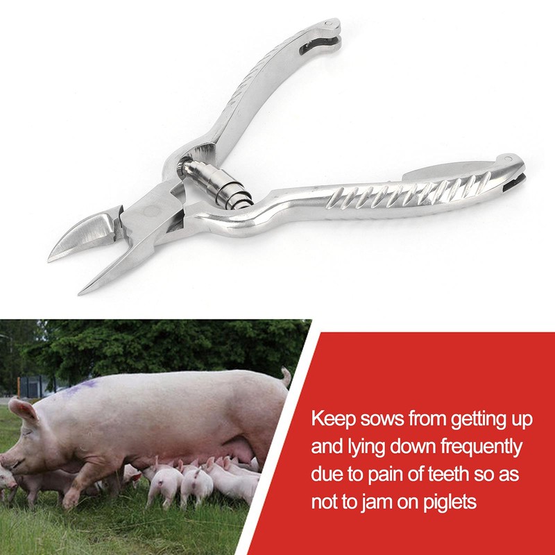 Cunyuer Piglet Teeth Cutter, 14cm Stainless Steel Pig Tooth Nipper