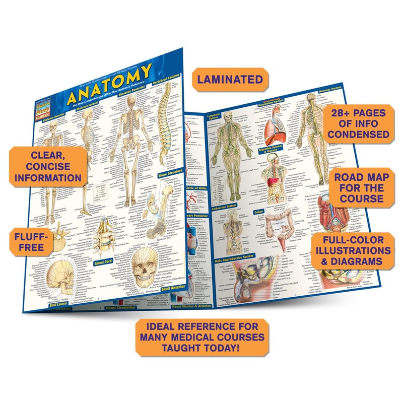 QuickStudy Anatomy QuickStudy Laminated Reference Guide (QuickStudy Academic)