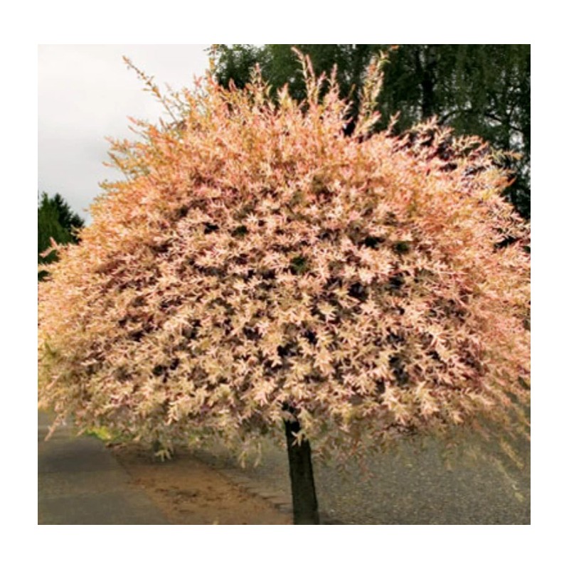 Shrub 2 Dappled Willow Trees/Shrubs - 6-12" Tall Seedlings -