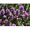 NIKA SEEDS - Herbs Thyme Garden Common Heirloom - 500