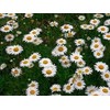 Ox Eye Daisy Nice Garden Flower by Seed Kingdom 500 Seeds