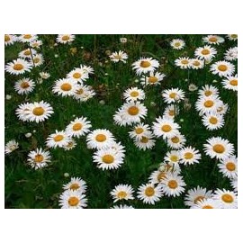Ox Eye Daisy Nice Garden Flower by Seed Kingdom 500 Seeds