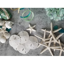 White Sand Dollars 2.5"-3" - 10pcs - Wedding Seashell Craft - Hand Picked and Professionally Packed by Tumbler Home