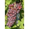 Reliance Seedless Grape Vine - 1 Bare Root Live Plant