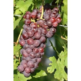 Reliance Seedless Grape Vine - 1 Bare Root Live Plant