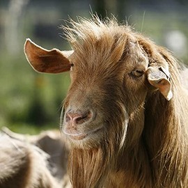 Golden Guernsey Goat Greeting Card with Sound / Noise