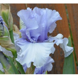 Sugar Blues Reblooming Iris Quart Size - Very Fragrant Violet Blue Flowers Easy to Grow Garden Plant