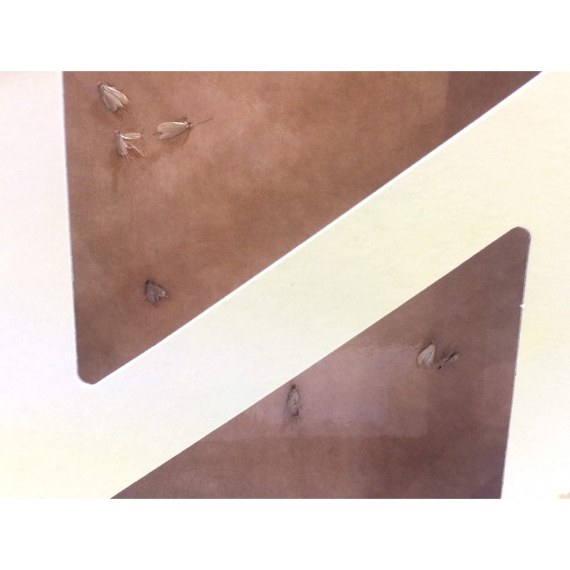 Natural Clothes Moth Pheromone Sticky Trap re-fill pack of 2