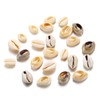 500pcs Gray 20mm Natural Spiral Shell Beads Smooth Cut Oval