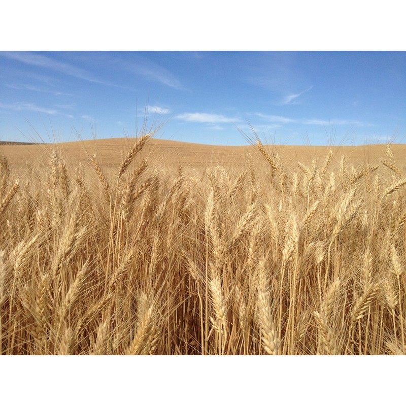 Soft White Wheat 18 Lbs, Joseph's Grainery Wheat Berries, All