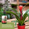 Professional Liquid Bromeliad Plant Fertilizer | 3-1-2 Concentrate for Plants