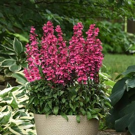 Eden Brothers Lobelia Seeds - Starship Rose