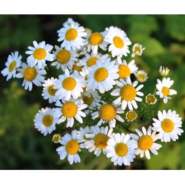 KIRA SEEDS - Seeds Chamomile - Matricaria chamomilla - 2500 Seeds Heirloom Herbs - GMO Free