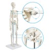 breesky Human Skeleton Model for Anatomy: 17” Human Skeleton Model