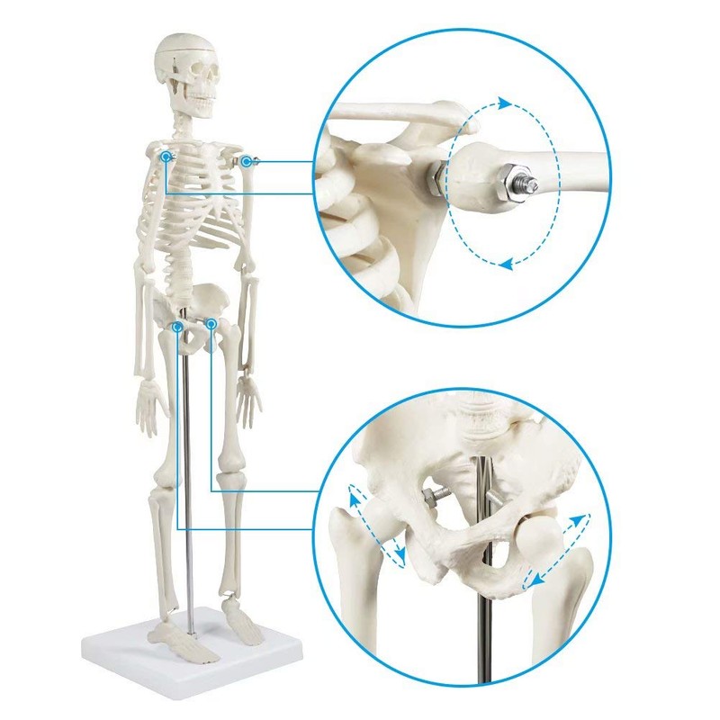 breesky Human Skeleton Model for Anatomy: 17” Human Skeleton Model