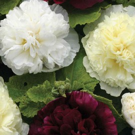 Outsidepride 50 Seeds Perennial Alcea rosea Berry Cheesecake Hollyhock Flower Seed Mix for Planting